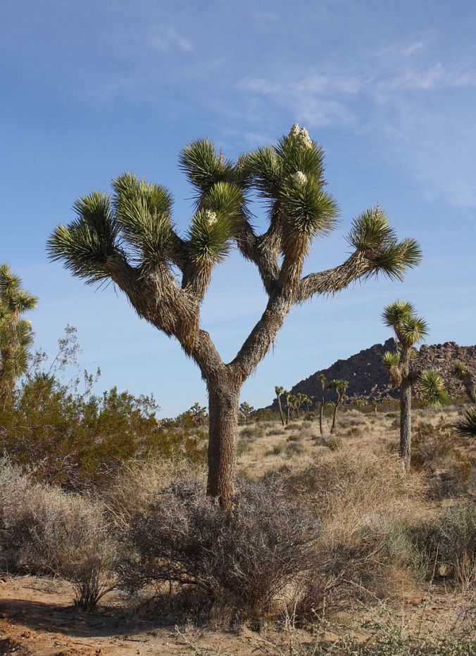 موسوعة نباتات اليوكا Yucca المملكة النباتية Plant Kingdom